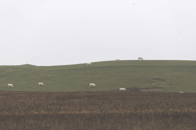 environment, rural scene, sheep, animal, landscape, scenics, agriculture, field, land, day, no people, grass, sky, cow, nature, highland, livestock, outdoors
