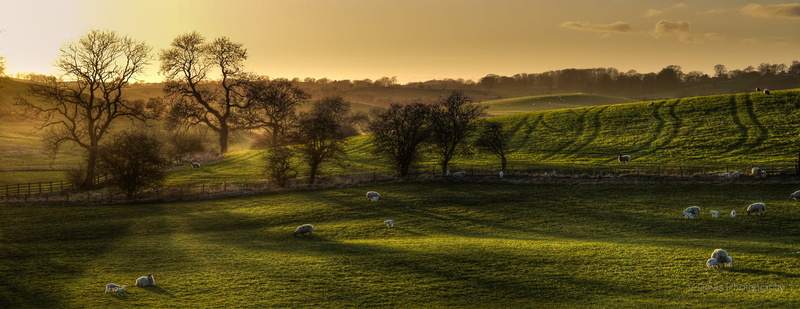 grass, leaved, 720P, green grass, surrounded, white, agriculture, daytime, Evening, Sheep, Green  Spring, sky, field, green, Skipton, Sunset, farm, East Marton