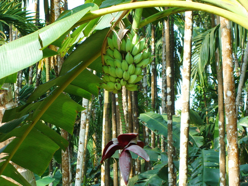 plant part, day, hanging, uttar kannada, plant, banana tree, food, no people, food and drink, arecanut orchard, palm tree, healthy eating, green, india