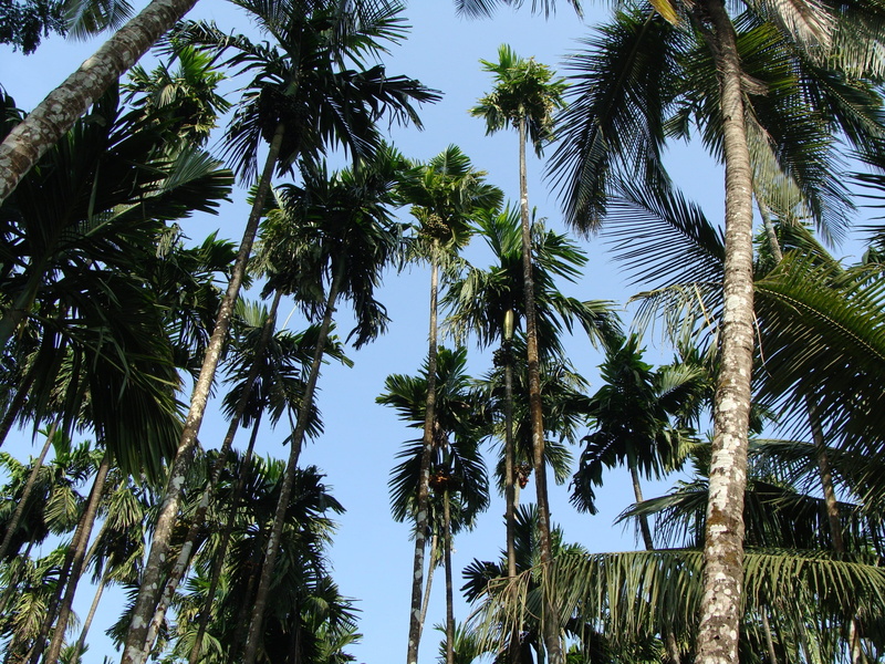 plant, uttar kannada, low angle view, palm tree, tropical tree, beauty in nature, palm leaf, nature, tree, 2K, pine tree, clear sky, tranquility, coconut palm tree