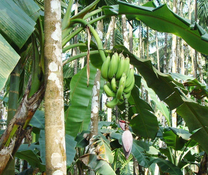 outdoors, plantain, india, food and drink, malnad, uttar kannada, fruit, low angle view, tranquility, plant, plant part, leaves, freshness, beauty in nature