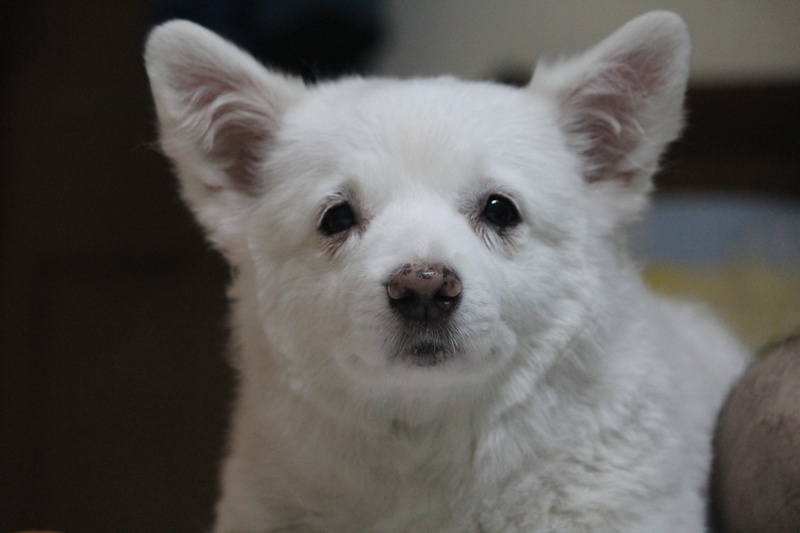 pommerian, focus on foreground, happy, canine, pomerian, pets, stare, eyes, head, whisker, little, indoors, young, white color, puppy, funny, close-up