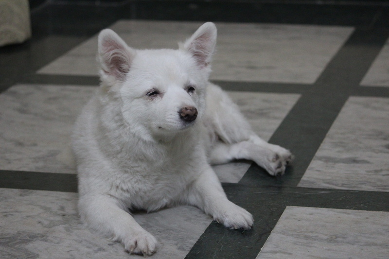 white, relaxation, 5K, domestic, white color, sleepy, dog, domestic animals, pets, one animal, pommerian, day, looking, canine, no people, full length