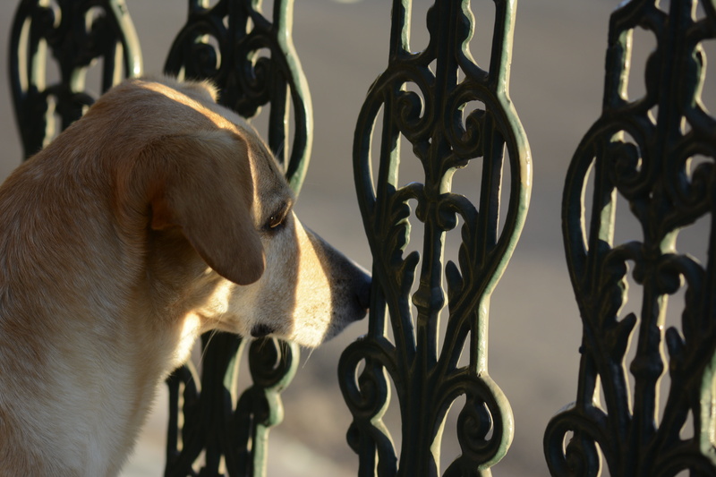 canine, observing, metal, fence, people, focus on foreground, close-up, gate, animal themes, Cao, no people, wrought iron, 5K, day, dog, cao grid, animal