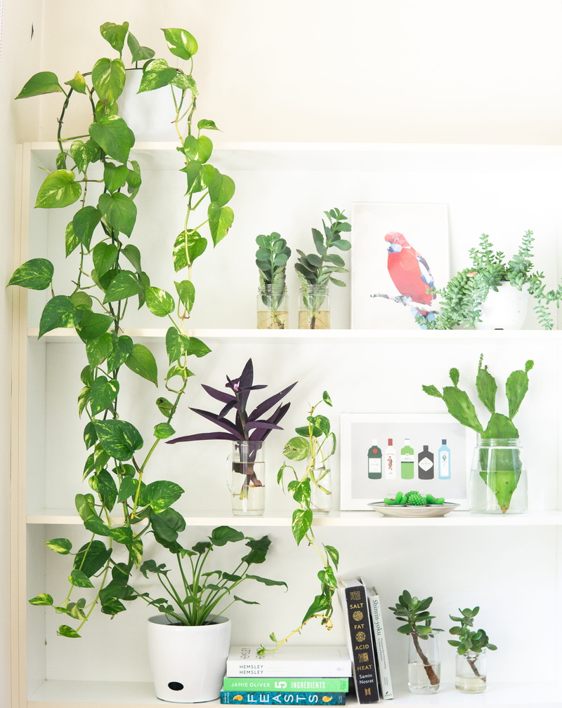 plants, beauty in nature, isolate, ivy, close-up, picture frame, plant, home interior, houseplant, illustration, ecology, nature, freshness, herb, green color