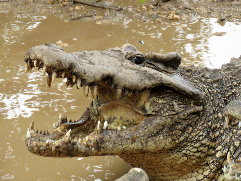 animal teeth, photography, cuba, cuban crocodile, animal body part, sign, animal themes, animal mouth, vertebrate, mouth open, nature, day, reptile, animal wildlife