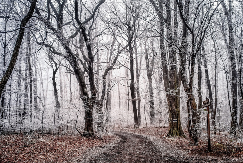 beauty in nature, mystical, magic forest, romance, light, fairy tale forest, pathway, winter, day, forest, nature, no people, tranquility, fairy tales