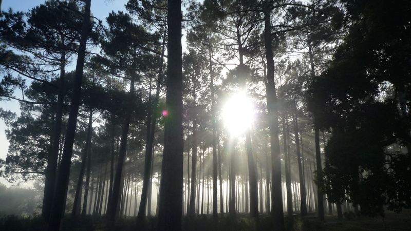 2K, trunk, sun, tree trunk, nature, streaming, landscape, land, coniferous tree, growth, magic, scenics - nature, woods, trees, morning, environment, non-urban scene