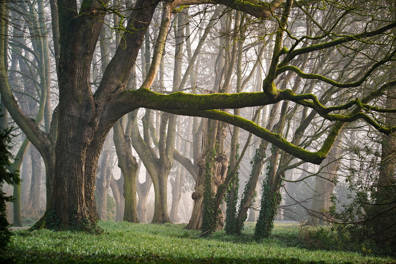 branch, growth, tranquility, 2K, nature, tree trunk, grass, landscape, no people, morning, plant, park, environment, green, forest, fantasy, trunk, scenics - nature