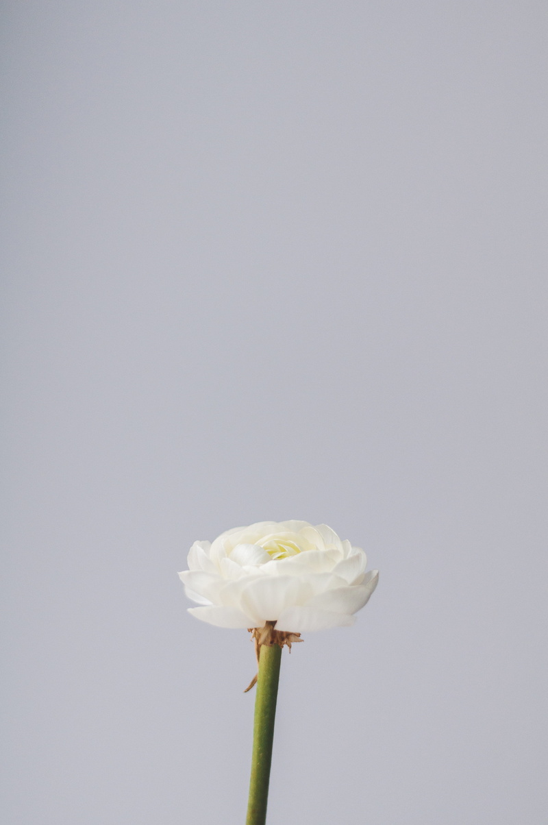 minimalism, ranunculu, green, single flower, beauty in nature, flora, flower head, plant stem, light, no people, indoors, grey, vulnerability, background