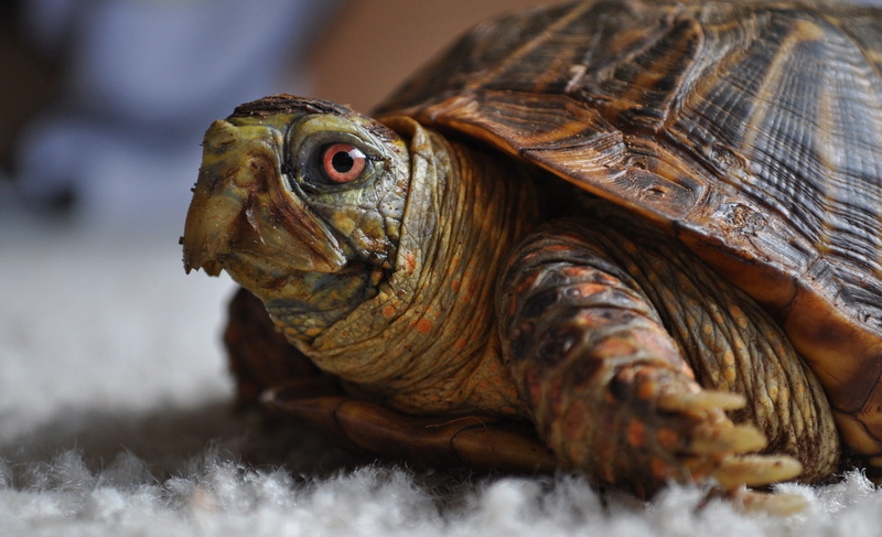 shell, pets, head, wildlife, nature, one Animal, animal body part, young Animal, animal, living Organism, eye, slow, close-up, animal wildlife, animal eye