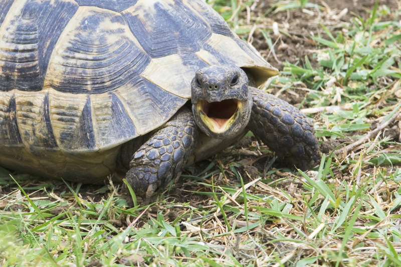 animal wildlife, day, angry, plant, grass, endangered Species, outdoors, tortoise, slow, herbivorous, mouth open, black, close-up, crawling, nature, shouting