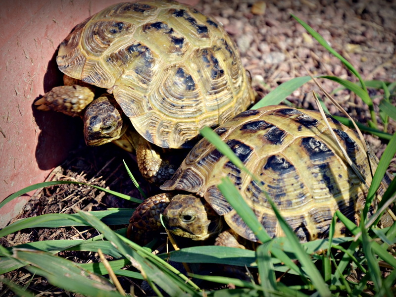 tortoise shell, one Animal, animals In The Wild, reptile, tortoise, green Color, crawling, day, turtle, animal themes, plant, endangered Species, two, vertebrate