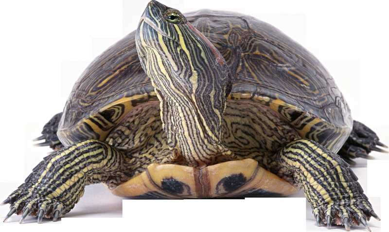 large, pets, indoors, animal body part, living Organism, background, animal head, terrapin, animal themes, studio Shot, nature, reptile, tortoise, one Animal
