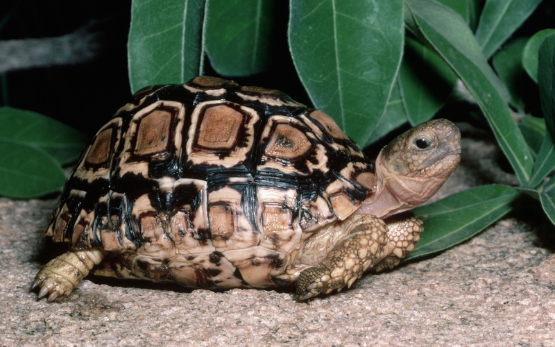 2K, reptiles, nature, living Organism, omnivorous, green Color, vertebrate, tortoise, animal Shell, animals And Pets, close-up, animal, tortoise shell