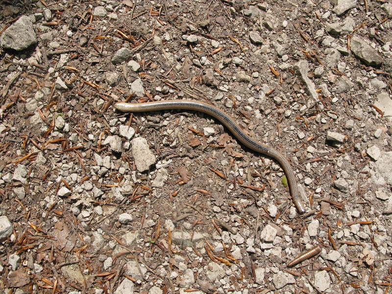 lizard, day, close-up, nature, Pass, animals in the wild, high angle view, Live, land, no people, animal, Slow Worm, poisonous, vertebrate, snake, crawling