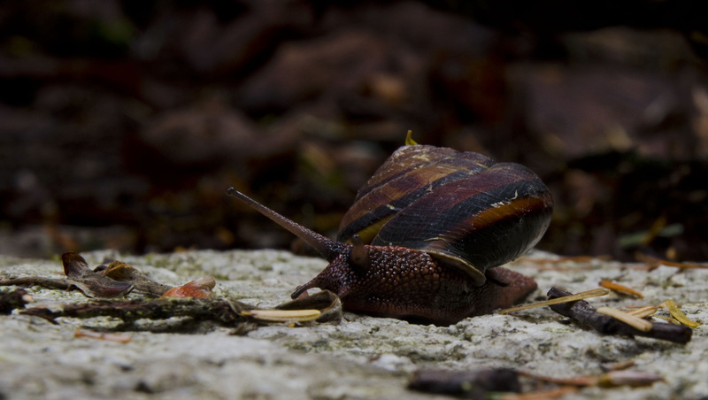 close-up, rock, animal antenna, 2K, no people, boredom, natural, antenna, outdoors, steady, animal, animal shell, life, crawling, land, one animal, macro