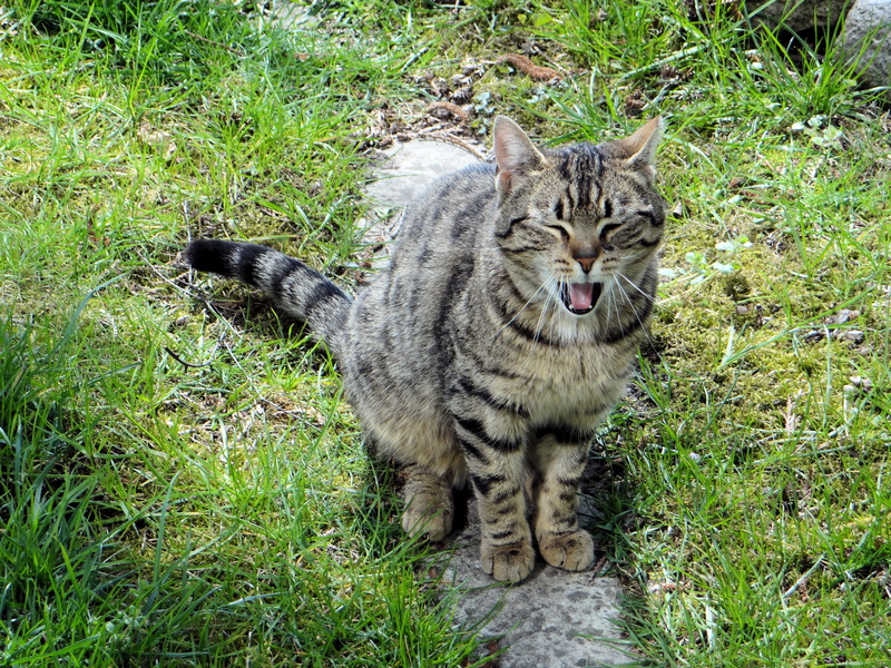 one animal, kitten, dachowiec, mouth open, 4K, looking cat, observation, tabby, land, feline, curiosity, pet, green color, trust, cats eyes, field, plant