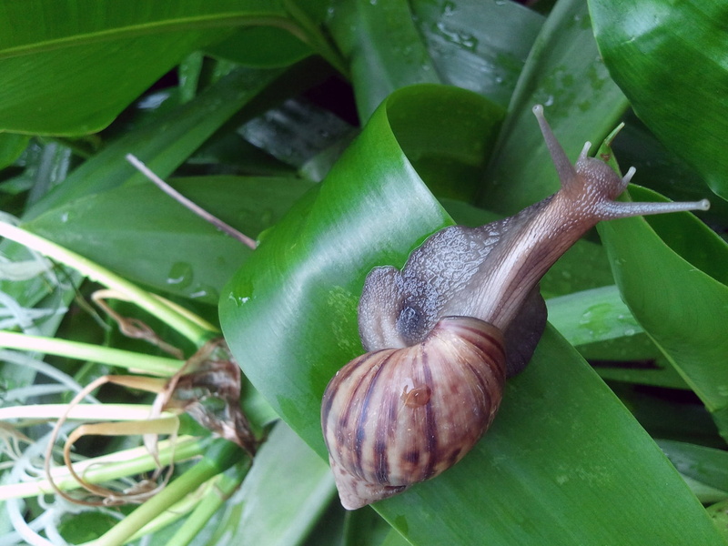 plant part, mollusc, leaves, animal wildlife, nature, amphibian, plant, animals in the wild, leaf, snail, close-up, singapore, Shell, fauna, green color