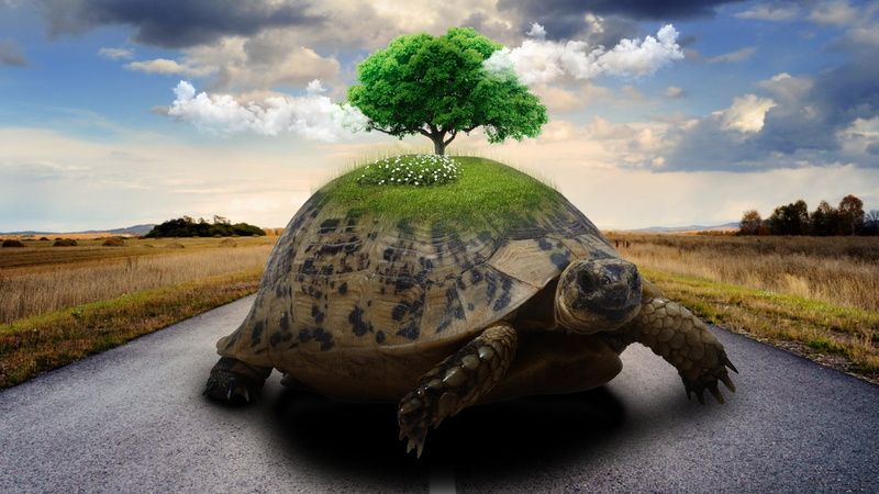 living nature, day, water, transportation, turtle, no one, one animal, panoramic, vertebrate, landscape, no people, plant, land, travel, field, green color