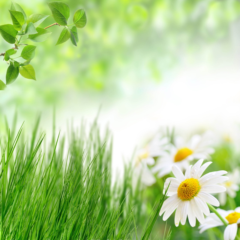 meadow, 4K, green color, grass, outdoors, flower head, flowering plant, white color, close-up, daisy flowers hqx, plain, no people, daisy, beauty, growth