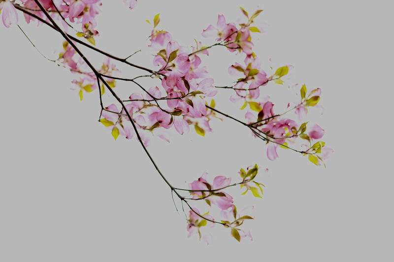 pink color, flowers, branch, plain, tree, photo, white background, petal, white, 1080P, close-up, growth, petaled, no people, flower, flower head, cherry blossom