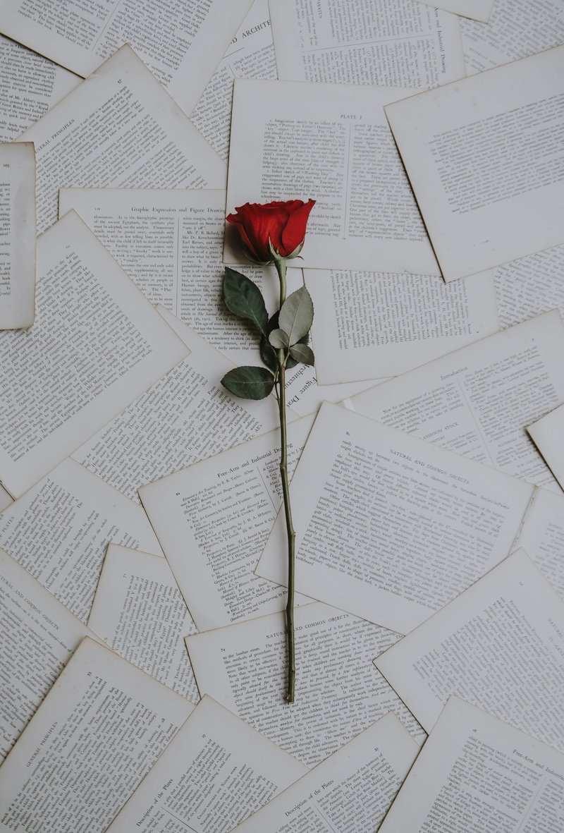 no people, plant part, indoors, book, petal, publication, flower head, text, vulnerability, close-up, red, high angle view, solo, pages, fragility, sheets