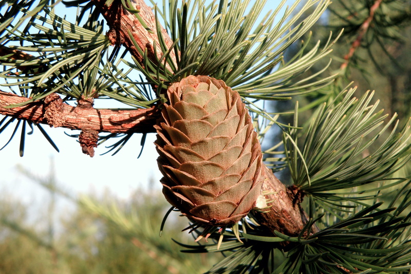 plant part, pinaceae, beauty in nature, close-up, no people, green color, low angle view, needles, plant, growth, 2K, christmas tree, coniferous tree