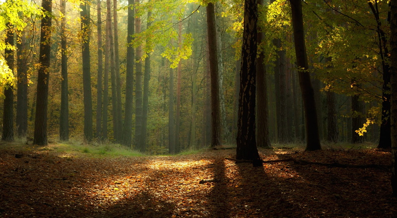 scenics - nature, non-urban scene, Landscape, tranquility, Forests, plant, tree trunk, Autumn, no people, Nature, green, sunlight, pine woodland, day, tranquil scene