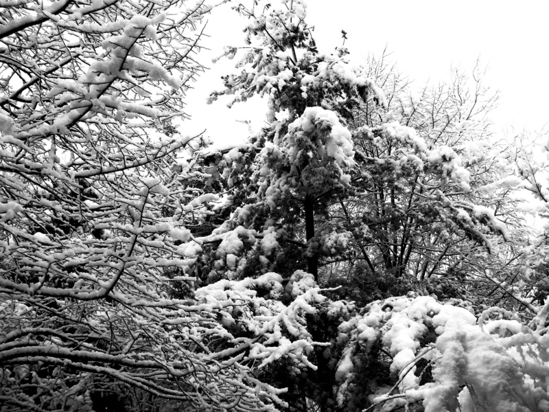branch, black and white, tranquil scene, non-urban scene, bn, frost, no people, forest, outdoors, scenics - nature, tranquility, cold temperature, nature