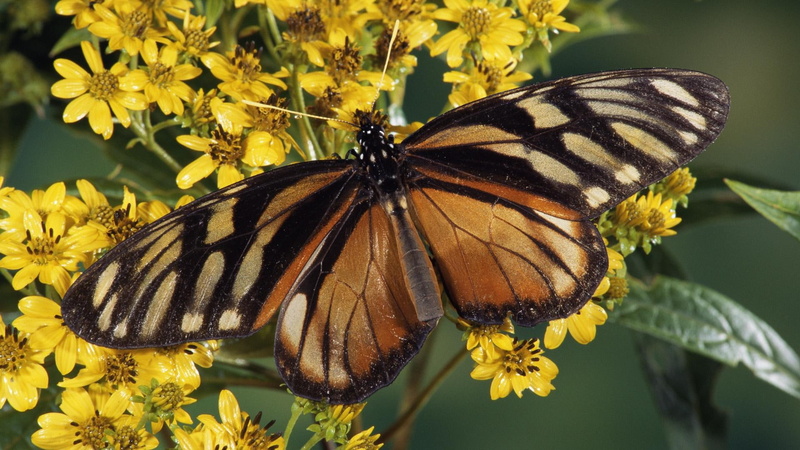 mimic, queen, clear wing, 1080P, flowers, butterfly, animals, qeen butterfly, amimal, insects, clear, wing