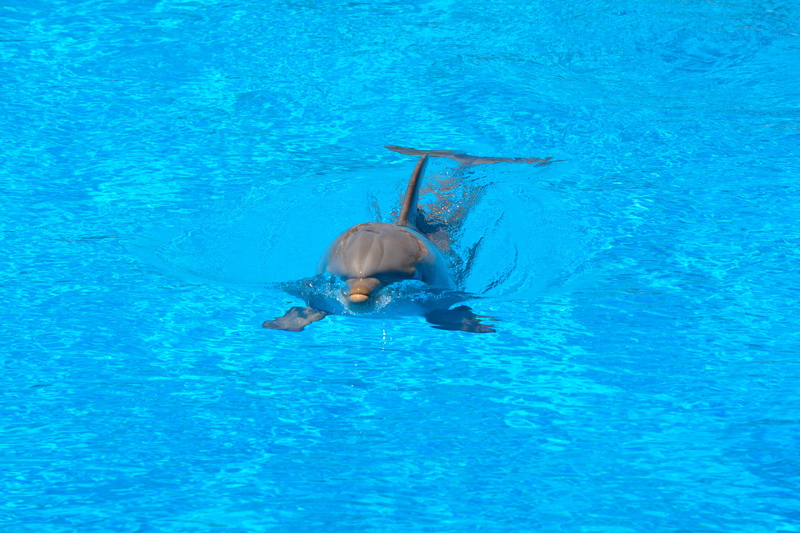 animal, Water, Blue, animal themes, swimming pool, vertebrate, undersea, nature, water, turquoise colored, sea life, smart, amimal, one animal, marine
