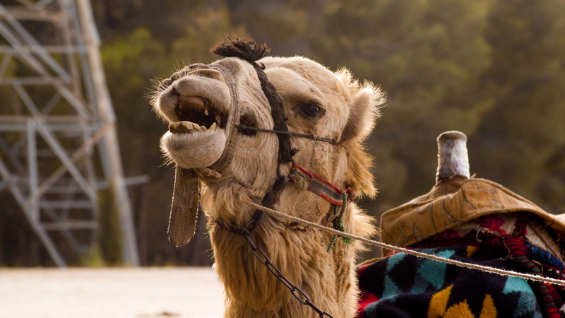 no people, profile view, saddle, animal neck, bridle, amimal, arabic, outdoors, animal nose, animals, domestic animals, animal head, animal wildlife, livestock