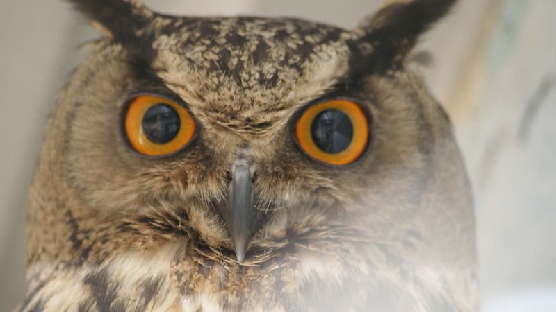 animal themes, yellow eyes, one animal, animal body part, close-up, brown, 4K, owl, no people, day, portrait, eye, animals in the wild, looking at camera