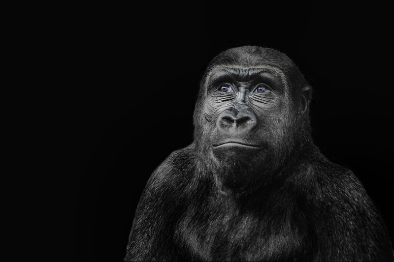 expression, little monkey, no people, ape, black, animals, mammal, primate, gorilla, posing, animals in the wild, studio shot, monkey, dark, 2K, copy space
