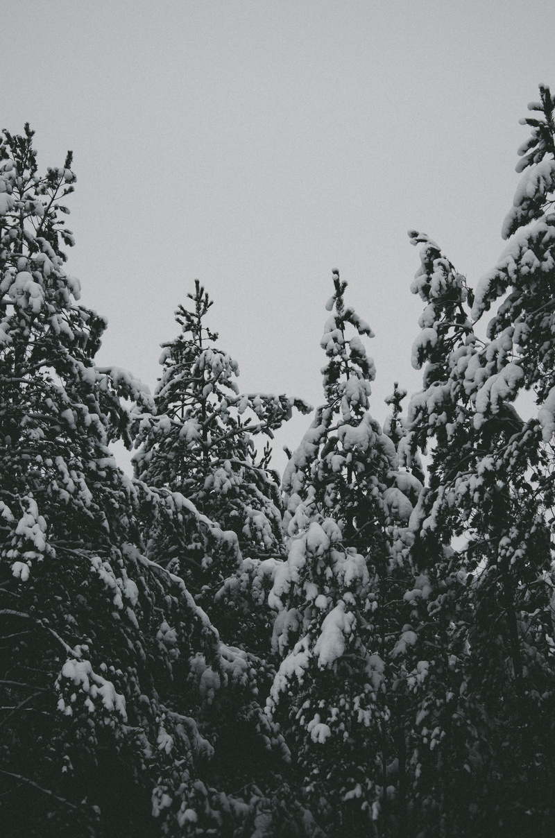 conifer, land, plant, winter, no people, frozen, covered, abies, clear sky, day, pine tree, snow, trees, covering, photo, fir, mood, tranquil scene, fir tree