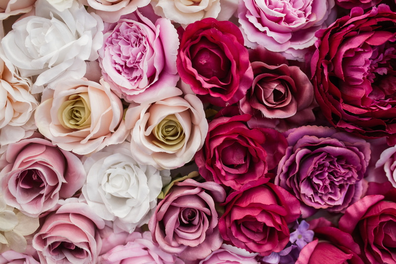 decor, 5K, pink, roses, buds, backgroud, white, decoration, flowers, background