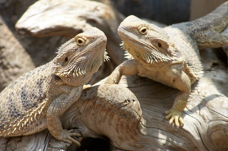 iguana, animal themes, animal, animal head, bearded dragon, three animals, vertebrate, day, animals in the wild, 1080P, nature, no people, lizards animals nature