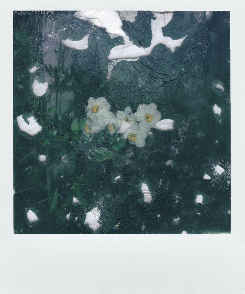 winter, flower, auto post production filter, no people, beauty in nature, flowers, high angle view, image, decoration, day, 1080P, floating on water, illustration