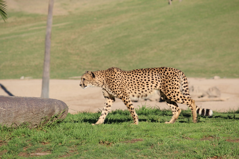animal themes, walking, fastest, animals in the wild, wild, field, green, grass, 5K, land, outdoors, animal wildlife, animal, carnivora, mammal, big cat