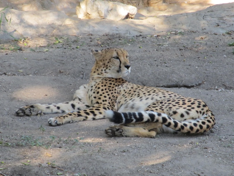 outdoors, safari Animals, purr, field, undomesticated Cat, acinonyx jubatus, day, cheetah, endangered, carnivorous, 2K, no people, wilderness Area, feline