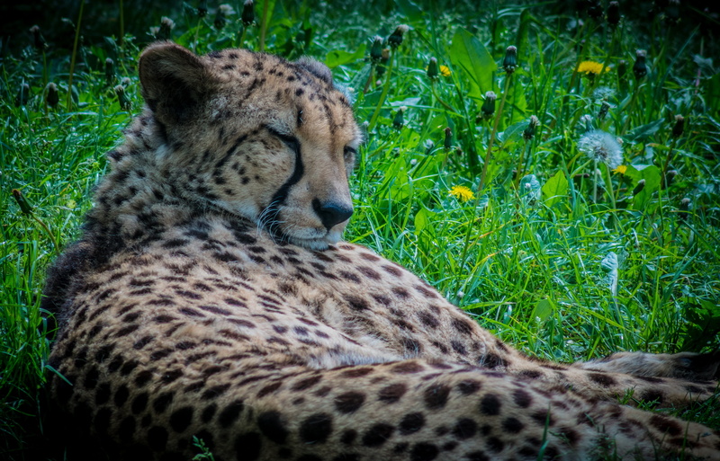 cheetah, animal, land, grass, spotted, plant, the fastest animal, nature, field, feline, fur, no people, looks, animal wildlife, undomesticated cat, big cat