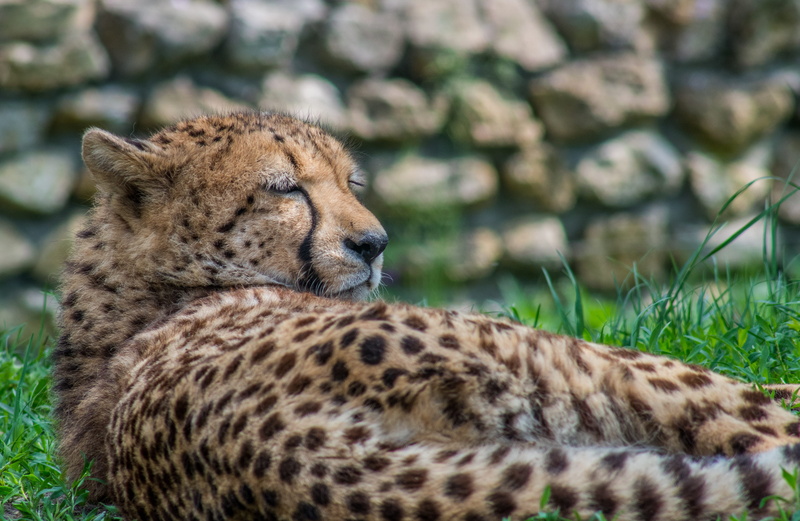 animals in the wild, no people, grass, feral cat, one animal, day, laziness, rest, predator, focus on foreground, carnivora, speckles, portrait, animal wildlife