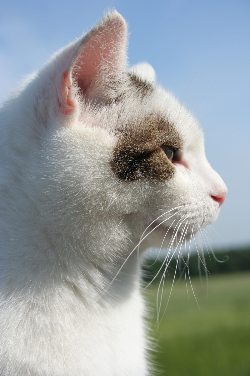 outdoors, Animal, whisker, nature, animal body part, 2K, looking away, feline, Pet, no people, one Animal, Speedy, close-up, domestic Animals, domestic