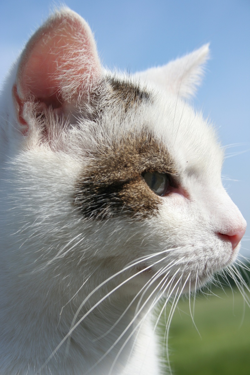 white color, mammal, animal hair, animal mouth, close-up, no people, feline, cat, 2K, domestic cat, looking, animal head, whisker, animal themes, animal eye