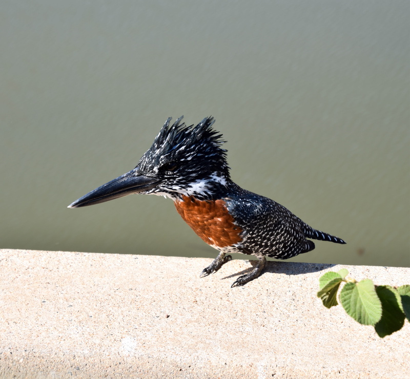 side view, day, nature, close-up, vertebrate, animal wildlife, beak, black color, Giant Kingfisher, no people, sunlight, focus on foreground, wildlife