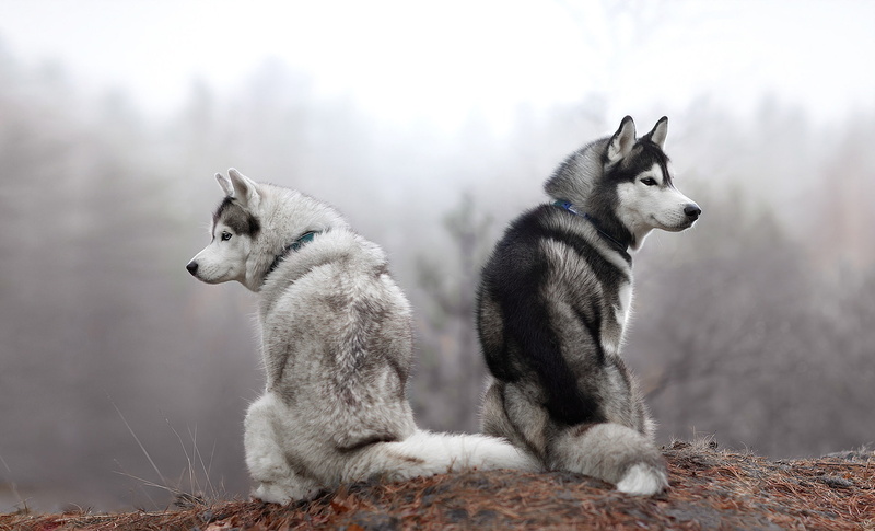 a couple, look, pose, two dogs, nature, sitting, forest, different interests, two, Siberian husky, 1080P, husky, Duo, autumn, dogs, morning, fog, pair
