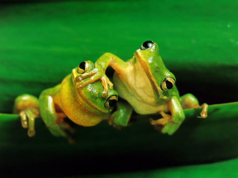 720P, funny, pals, frog