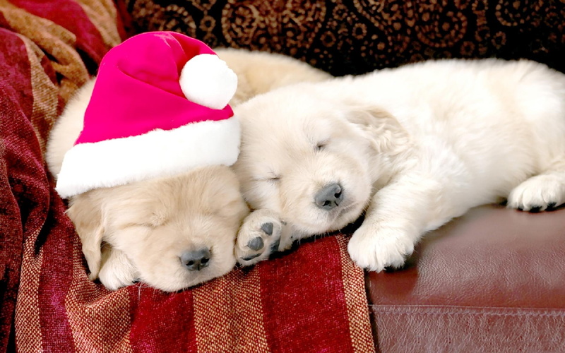 pals, light, puppies, animals, golden, 1080P, dogs, christmas, retriever