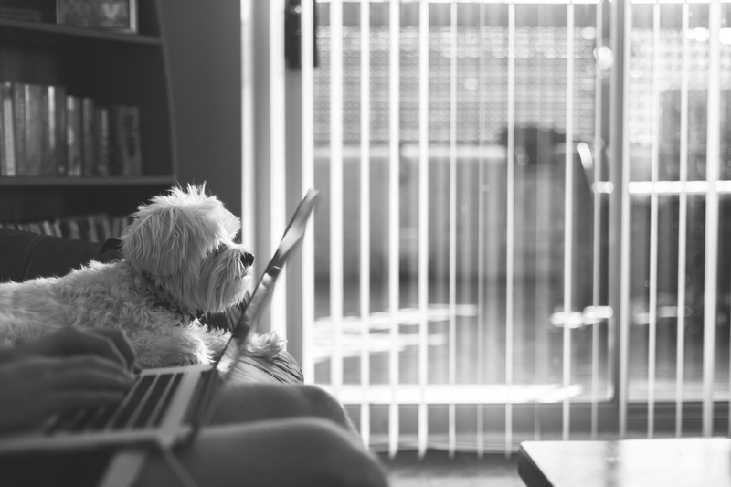 greyscale, pal, friend, computer, canine, indoors, leisure activity, home, daylight, pets, mutt, laying, dog, one animal, selective focus, living room